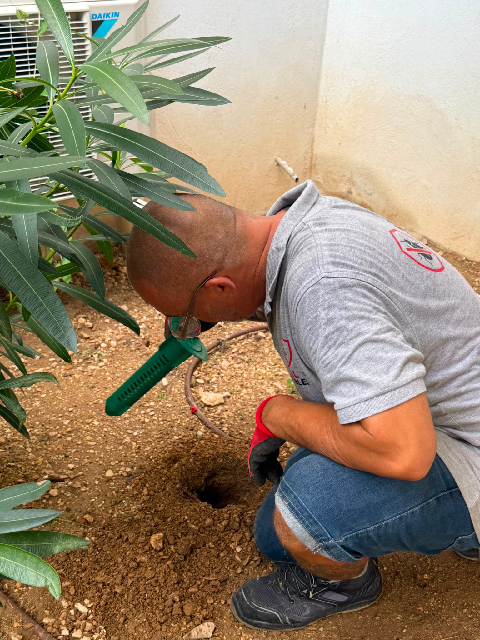Termites et xylophages dans le Var